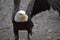 Great Bald Eagle