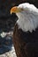 The great Bald eagle