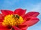 Great banded furrow-bee on a dahlia blossom