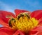 Great banded furrow-bee on a dahlia blossom