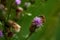 Great banded furrow-bee on a thistle