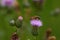 Great banded furrow-bee on a thistle