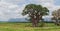 Great baobab tree west of Hoedspruit, South Africa