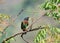 Great barbet