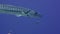 Great barracuda in blue water with surgeonfish