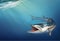 Great barracuda on ocean under water realistic illustration place for text.