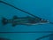 Great barracuda Sphyraena barracuda on blue backgroÄ±nd