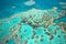 Great Barrier Reef from the sky