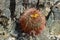 Great basin collared lizard, California, USA