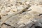 great basin collared lizard, crotaphytus bicinctores, death valley, ca