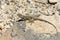 great basin collared lizard, crotaphytus bicinctores, death valley, ca
