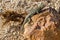 Great Basin Fence Lizard