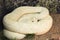 Great Basin Rattlesnake. Albino.