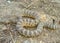 Great Basin Rattlesnake, Crotalus oreganus lutosus