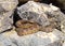 Great Basin Rattlesnake, Crotalus oreganus lutosus