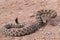 Great Basin Rattlesnake, Crotalus oreganus lutosus