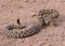 Great Basin Rattlesnake, Crotalus oreganus lutosus