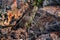 Great basin rattlesnake subspecies of Crotalus lutosus. Sitting camouflaged in the sun warming on rocks by Deer Creek Reservoir hi