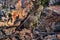 Great basin rattlesnake subspecies of Crotalus lutosus. Sitting camouflaged in the sun warming on rocks by Deer Creek Reservoir hi