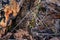 Great basin rattlesnake subspecies of Crotalus lutosus. Sitting camouflaged in the sun warming on rocks by Deer Creek Reservoir hi