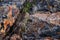 Great basin rattlesnake subspecies of Crotalus lutosus. Sitting camouflaged in the sun warming on rocks by Deer Creek Reservoir hi