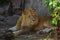 Great beautiful lion in the Sahara desert