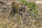 Great Bengal Tiger male in their nature habitat. Close Up of Tiger walk. Wildlife scene with Danger Animal. Hot summer in India. D