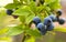 Great bilberry