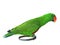 Great-billed green Parrot green parrots perching on stand isola