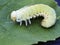 The great birch sawfly caterpillar.