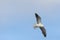 Great Black-backed Gull banking toward a landing