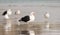 Great black backed gull with beak open calling