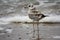 Great black backed gull detail