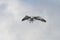 Great Black-backed Gull easing toward a landing