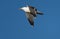 Great black-backed gull in flight, Reykjanes peninsula, Iceland