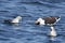A great black-backed gull and fulmars fighting for a dead saithe fish