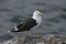 Great black-backed gull, Larus marinus