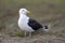 Great Black-backed Gull (Larus marinus)