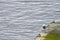 Great black-backed gull, Larus marinus