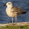 Great Black-backed Gull Larus marinus Costa Ballena Cadiz