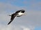 Great Black-backed Gull, Larus marinus, in flight