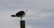 Great Black-backed Gull, Larus marinus, relaxing 4K