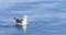 Great Black-backed Gull, Larus marinus, swimming 4K