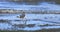 Great Black-backed Gull, Larus marinus, walking along beach 4K