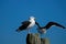 Great black-backed gull in later afternoon sun.