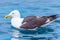 Great black-backed gull near Kaikoura, New Zealand