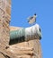 Great black-backed gull, sitting on the trunk of an old fortress gun, covered with layers of bird droppings