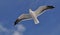 Great Black-backed Gull soaring under blue sky
