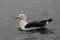 Great black backed gull swim on the northsea, norway