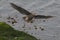 Great black-backed gull  taking off getting ready to fly with the sea in the background